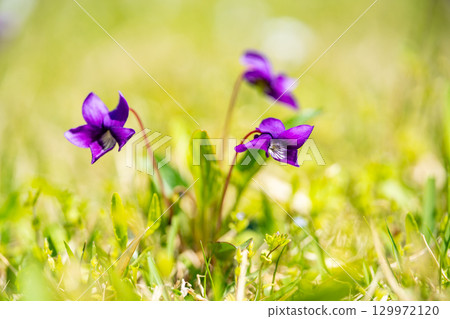 紫色紫羅蘭花 紫色紫羅蘭花 129972120
