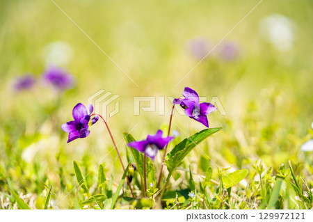 紫色紫羅蘭花 紫色紫羅蘭花 129972121