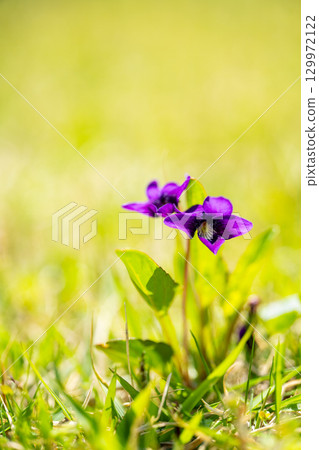 Purple violet flowers 129972122