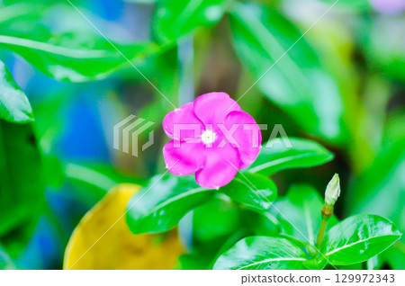 Catharanthus roseus G Don ,APOCYNACEAE or Madagascar periwinkle or Vinca or Old maid Catharanthus roseus G Don ,APOCYNACEAE or Madagascar periwinkle or Vinca or Old maid 129972343