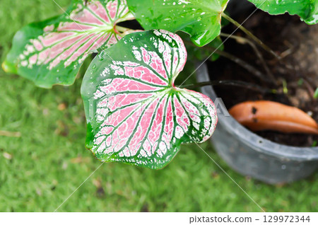 Caladium ,Caladium ThaiBeauty or Dieffenbachia seguine or Caladium bicolor or Araceae or pink leaf 129972344