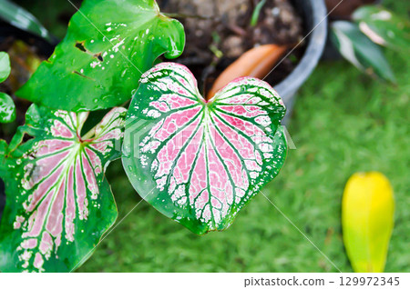 Caladium ,Caladium ThaiBeauty or Dieffenbachia seguine or Caladium bicolor or Araceae or pink leaf 129972345