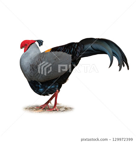 Siamese Fireback standing proudly with striking plumage, red face, and long elegant tail feathers 129972399
