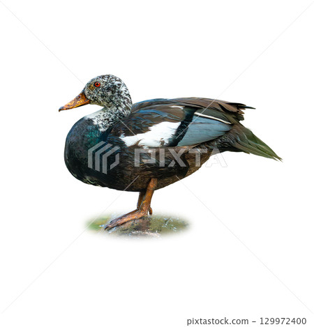 White-winged Wood Duck standing on wet ground with striking black plumage, white wing patches, and bright orange bill 129972400