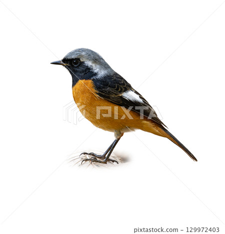 Daurian Redstart with bright orange belly and gray head standing alert on a branch 129972403