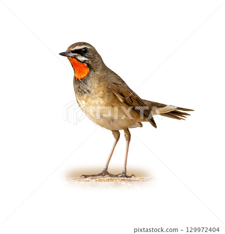 Siberian Rubythroat with its striking red throat patch standing upright, showcasing its delicate brown and white plumage. Siberian Rubythroat with its striking red throat patch standing upright, showcasing its delicate brown and white plumage. 129972404