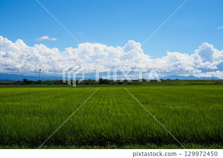 Summer blue sky and rice fields 129972450