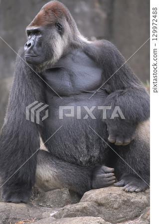A gorilla looking into the distance with his right fist on the ground A gorilla looking into the distance with his right fist on the ground 129972488
