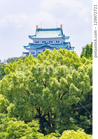 透過新綠的樹木,可以看到名古屋城的天守閣 透過新綠的樹木,可以看到名古屋城的天守閣 129972721