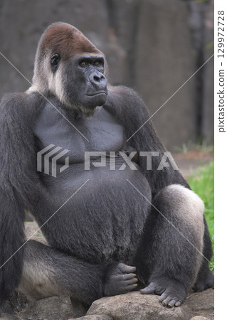 大猩猩斜眼注視著動物園的遊客 129972728