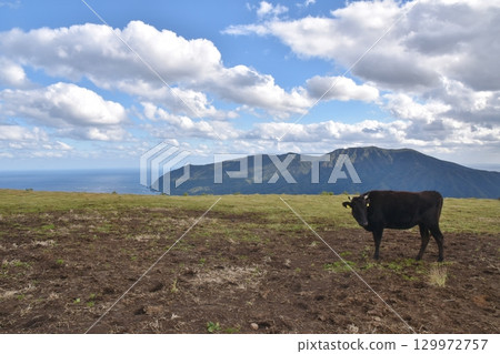 Black cows grazing on Hachijojima Island, Tokyo 129972757