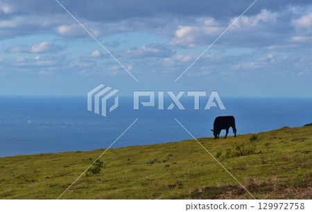 東京八丈島上吃草的黑牛 129972758