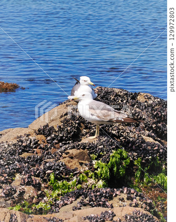 一對黑尾鷗在一座充滿貝殼的小島上 129972803