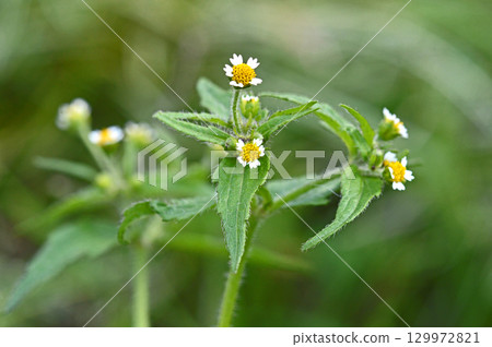 Hakodamegenki (swept chrysanthemum) Hakodamegenki (swept chrysanthemum) 129972821