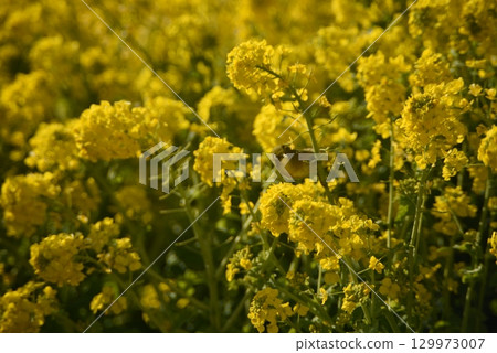 White-eye perched on rape blossoms 129973007