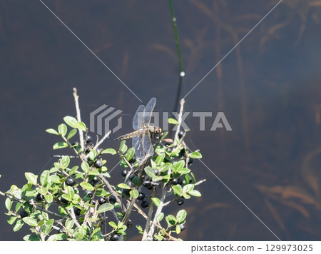 Four-spotted dragonfly of Hokkaido Four-spotted dragonfly of Hokkaido 129973025