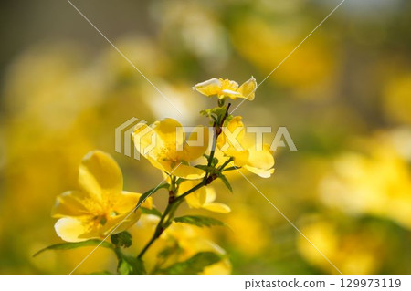黃色Yamaboki花 129973119