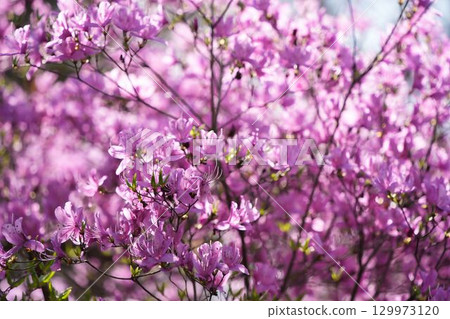 盛開的Mitsuba杜鵑花 129973120