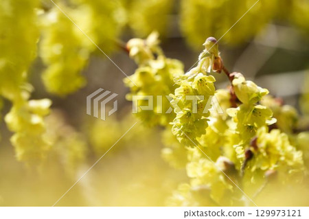 黃色的土佐水木花 129973121