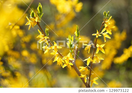 連翹盛開 129973122