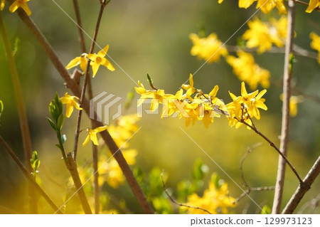 黃色連翹花 129973123