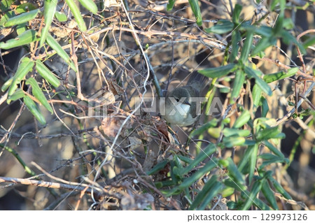 bush warbler bush warbler 129973126