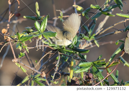 bush warbler 129973132