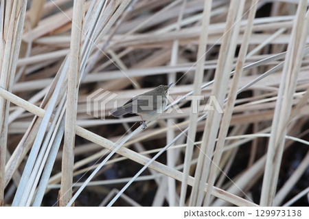 灌木鶯 灌木鶯 129973138