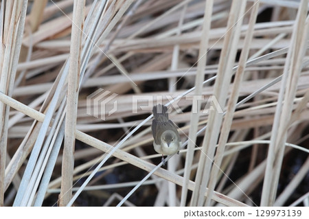 bush warbler bush warbler 129973139