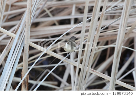 bush warbler 129973140