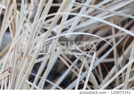 bush warbler 129973141