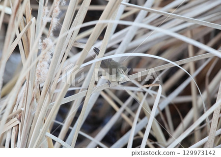 bush warbler bush warbler 129973142