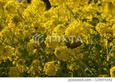 Yellow rape blossoms and Japanese white-eye 129973342