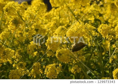 Yellow rape blossoms and Japanese white-eye 129973343