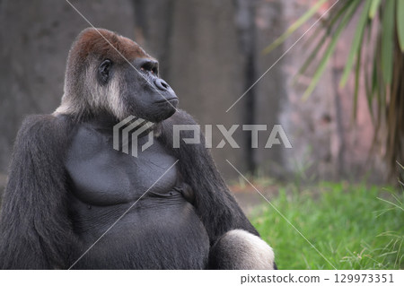 A gorilla gazing into the distance, thinking that today is half over 129973351