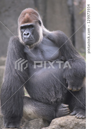 大猩猩開始抱怨吵鬧的顧客讓人厭煩。 129973934