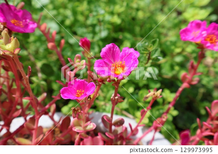 Portulaca Magical Cutie pink flower 129973995