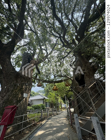 樟樹的一生 129974024