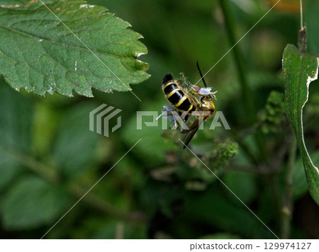 Lamiaceae, Striped tamurasou, flower-visiting insect, Ctenidae, Golden-breasted ground wasp (female) Lamiaceae, Striped tamurasou, flower-visiting insect, Ctenidae, Golden-breasted ground wasp (female) 129974127