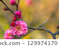 高岡城公園的梅花開始綻放 129974170