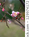 高岡城公園的梅花開始綻放 129974172