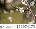 梅花在溫暖的日子裡綻放 129974173
