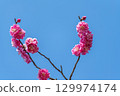 藍天紅梅 129974174