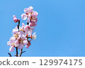 藍天和桃紅色李子開花 129974175