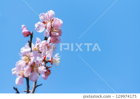 藍天和桃紅色李子開花 129974175