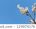 藍天和白色李子開花 129974176