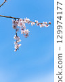 藍天梅花最美 129974177