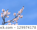 藍天梅花最美 129974178