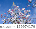 梅花埋在藍天白雪中 129974179
