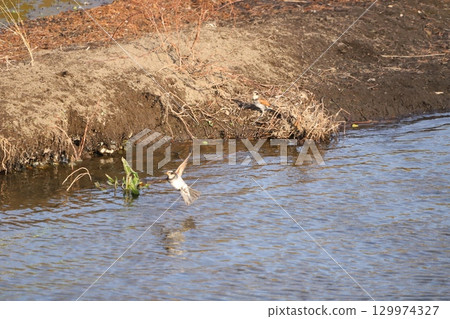 A thrush flying near the surface of the river 129974327